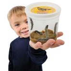 Insect Lore 蝴蝶养成套装