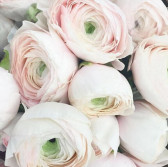 Bergdorf Goodman：Chantecaille 香缇卡 护肤彩妆 满$100送五月玫瑰花天然极萃精华油小样（价值$25）