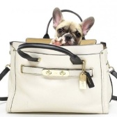 Coach 蔻驰 Swagger系列 37 女士真皮手提包 $269.99（约1886元）