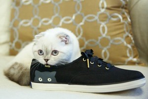 Keds Taylor Swift 女士黑色猫猫帆布运动鞋