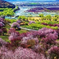 全国多地-西藏林芝+拉萨7天6晚自由行（林进萨出） 3371元起/人