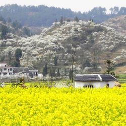踏青赏花： 全国多地-贵州黄果树+西江千户苗寨+青岩古镇5天4晚跟团游 879元起/人