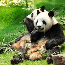 全国多地-重庆+成都+九寨沟7天6晚半自助游（渝进成出） 2162元起/人（用券后）