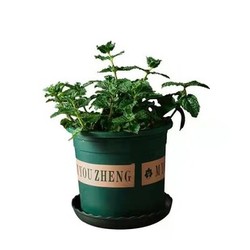 薄荷绿植盆栽