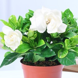 景润赉 室内栀子花带盆