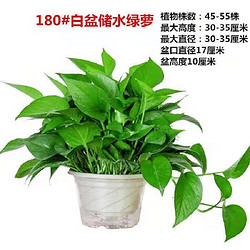 有券的上：大王鲜花 白色盆绿萝+储水盆