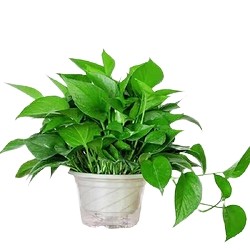大王鲜花 白色盆绿萝+储水盆
