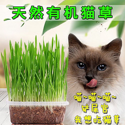全彩 猫草种子猫薄荷