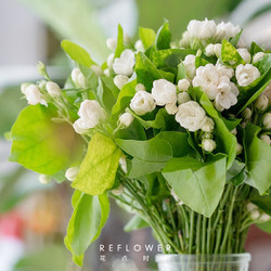 PLUS会员：REFLOWER 花点时间 茉莉花1扎（20枝）