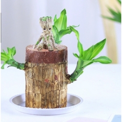 登榜 办公桌绿植盆栽 巴西木+塑料拖+格鲁特+营养液