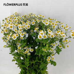 FlowerPlus 花加 洋甘菊 1扎