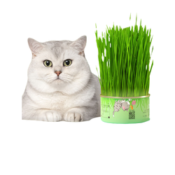 CURLY TAIL 卷尾巴 小麦种子猫草 2罐