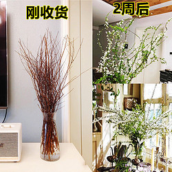 有券的上：水木风 店长推荐款 雪柳 60cm10支2周开花+营养液 不含盆