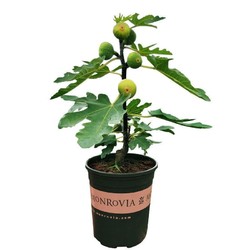 疏影暗香 无花果树苗盆栽 3年苗