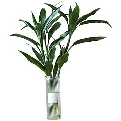FlowerPlus 花加 绿植 富贵竹 10枝