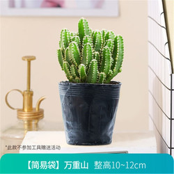 花清洋 仙人球植物盆栽 不含陶瓷盆