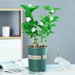 莉花匠 茉莉花盆栽 送肥料+盆 2颗