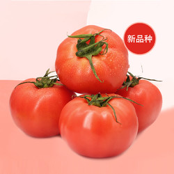 88VIP：GREER 粉番茄生吃沙瓤西红柿2.5kg