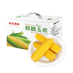 秋色满田 东北糯玉米 10支