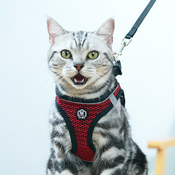 Surepet 舒拜 背心式防挣脱猫衣服牵引绳 （首单礼金1元，签到）