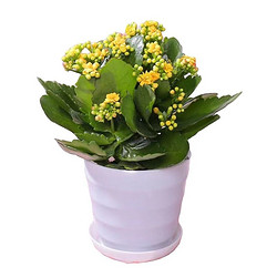 琢彩 长寿花粉色+肥料