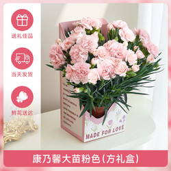 母亲节好礼、家装季：爱你一万年 【带花苞】康乃馨粉色（礼盒）