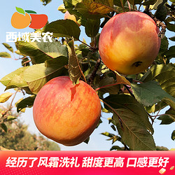 88VIP：西域美农 冰糖心丑苹果 5斤