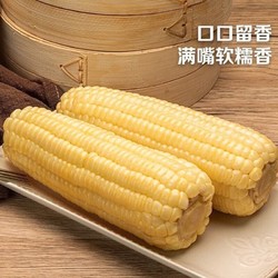 东北糯玉米真空包装非转基因白糯玉棒220g*10支
