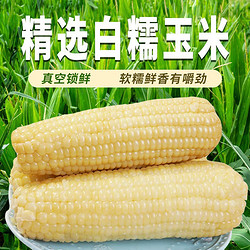 2024东北糯玉米真空包装非转基因白糯玉棒 250g*8支