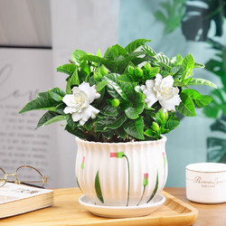 开时果 KaiShiguo Plants 栀子花盆栽浓香型带花苞 阳台花卉好养绿植物源头直发 加仑盆