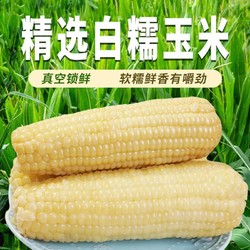 裕禧丰农 东北糯玉米真空包装非转基因250g*8支